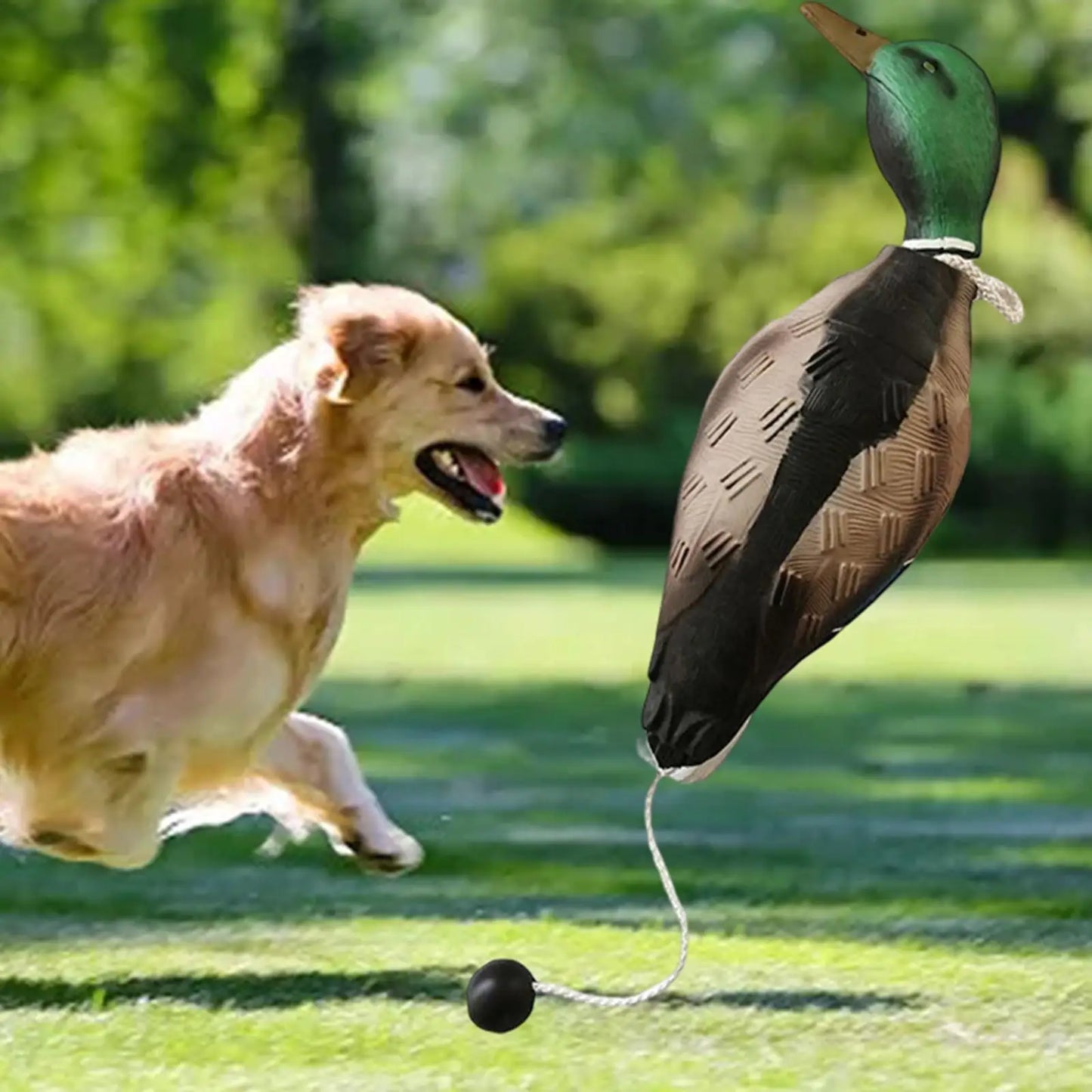 3D Mallard Dog Trainer