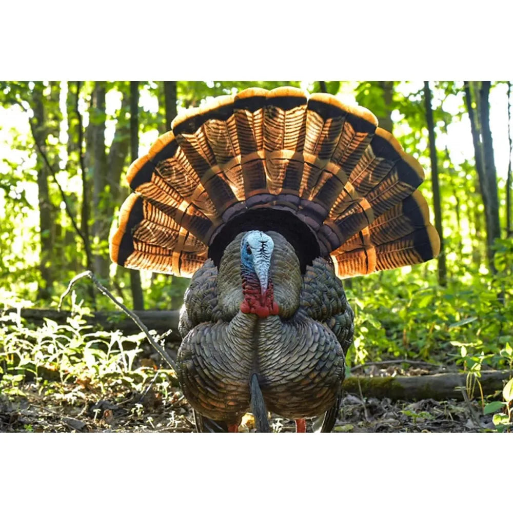 Turkey Decoy