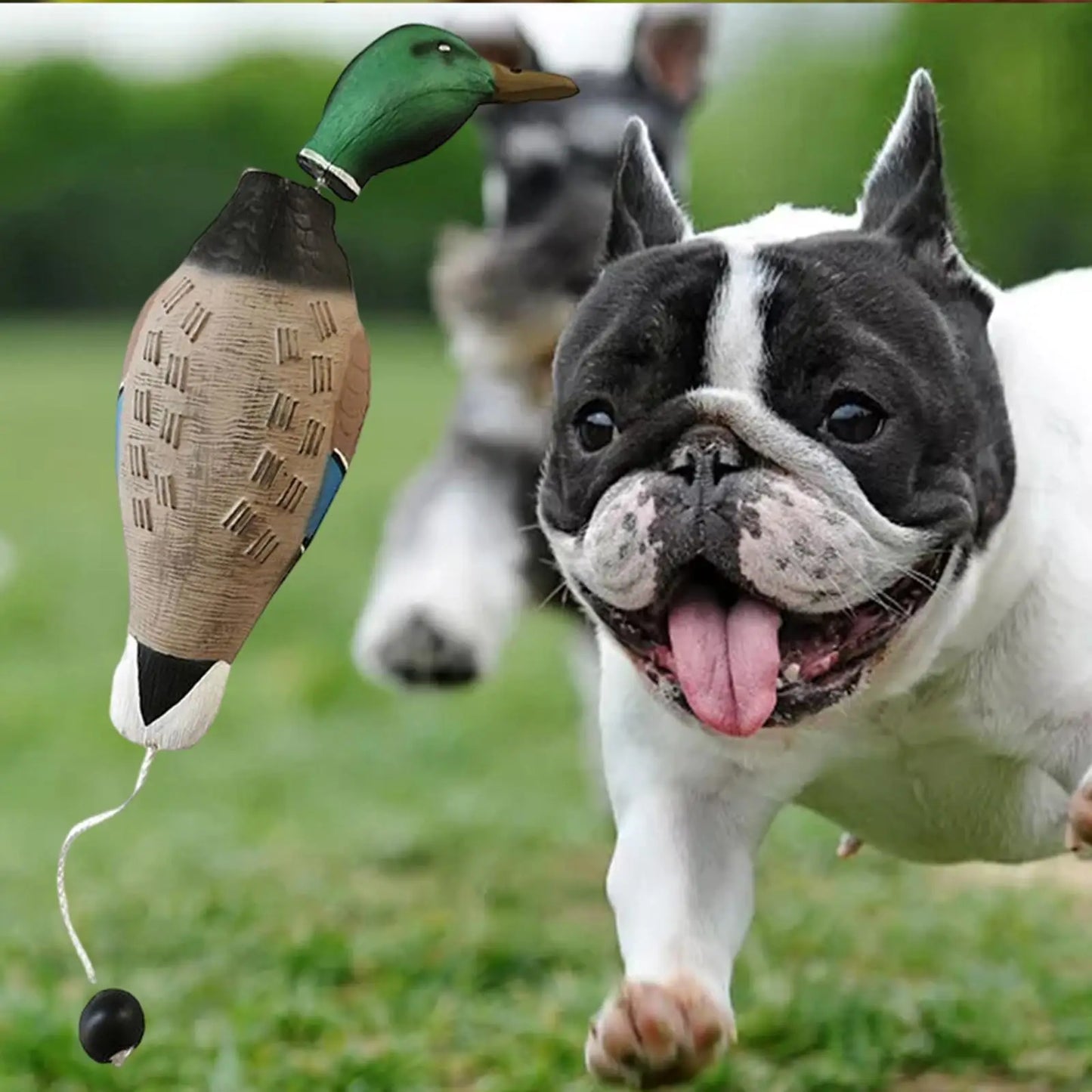 3D Mallard Dog Trainer