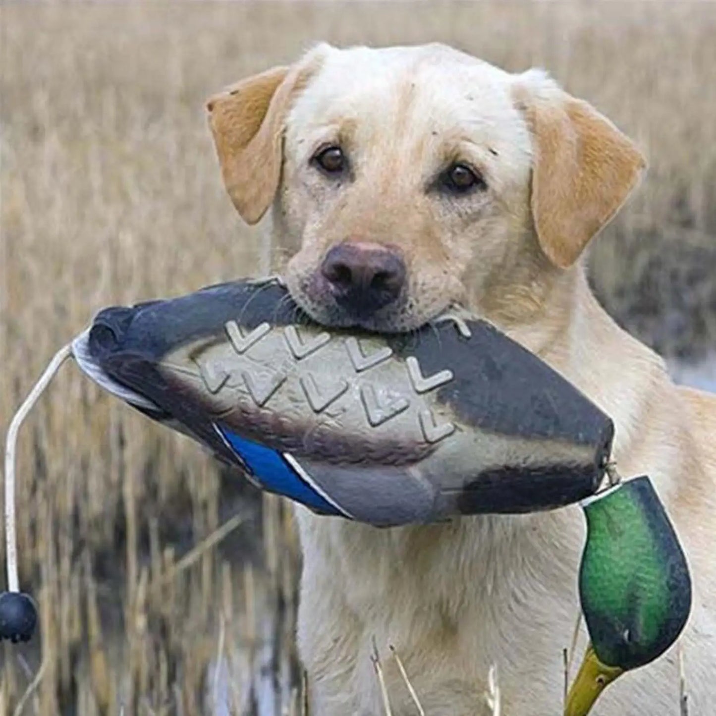 3D Mallard Dog Trainer